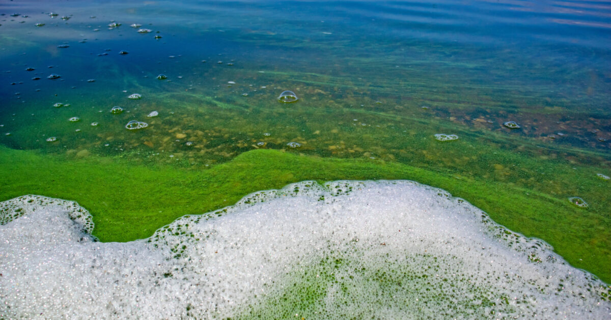 and Genifuel plan to turn algae and wastewater biosolids… WMW